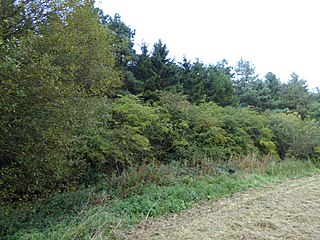 Burley and Rushpit Woods