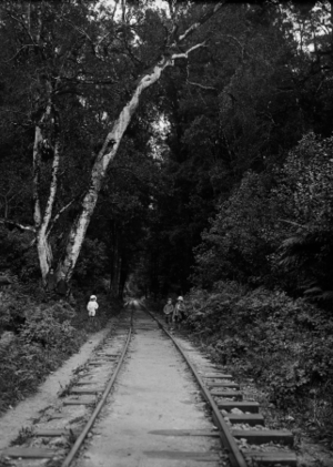 Bush tramline in the Mamaku bush. ATLIB 293648.png