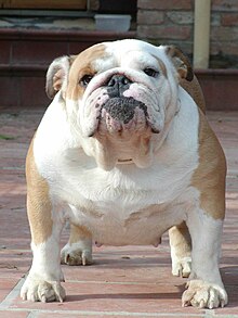 An English bulldog, a dog breed often cited as an example of canine hypertype. CH Pickwick Cookie Sweet.JPG