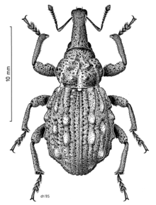 COLE Curculionidae Hadramphus tuberculatus.png 