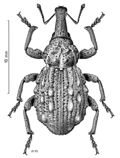 <i>Hadramphus tuberculatus</i> Species of beetle