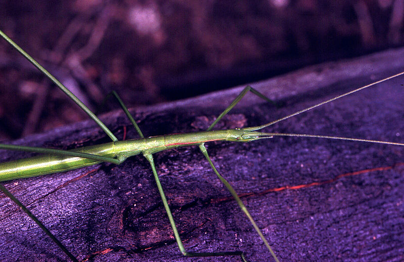 File:CSIRO ScienceImage 180 A Phasmoid Grasshopper.jpg