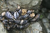 Living Mytilus californianus, or california mussels California Mussels 002.jpg