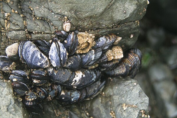 California mussels (Mytilus californianus), the seastar's prey