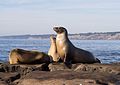 * Nomination California sea lions (Zalophus californianus) at Scripps Park in La Jolla --Rhododendrites 04:30, 4 December 2016 (UTC) * Promotion Good quality. -- Johann Jaritz 04:34, 4 December 2016 (UTC)