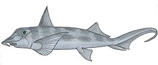 Callorhinchus callorhynchus.JPG