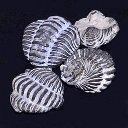 Fossils in enrolled posture of the Silurian trilobite Calymene niagarensis Calymenidae - Calymene niagarensis.JPG