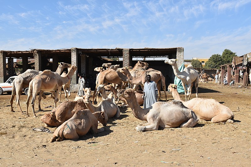 File:Camel market at Daraw in 2017, photo by Hatem Moushir 6.jpg