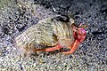 *Nomination Hermit crab (Dardanus calidus), Cabo de Palos, Spain --Poco a poco 08:17, 29 May 2023 (UTC) * Discussion  Oppose The subject is mostly out of focus, sorry --FlocciNivis 09:53, 29 May 2023 (UTC)  Support not great DoF but QI quality --Charlesjsharp 13:29, 29 May 2023 (UTC)