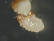 Fayl: Cannibal weevil larva.ogv