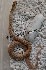 Captive Born specimen of red spotted diadem Captive Born specimen.jpg