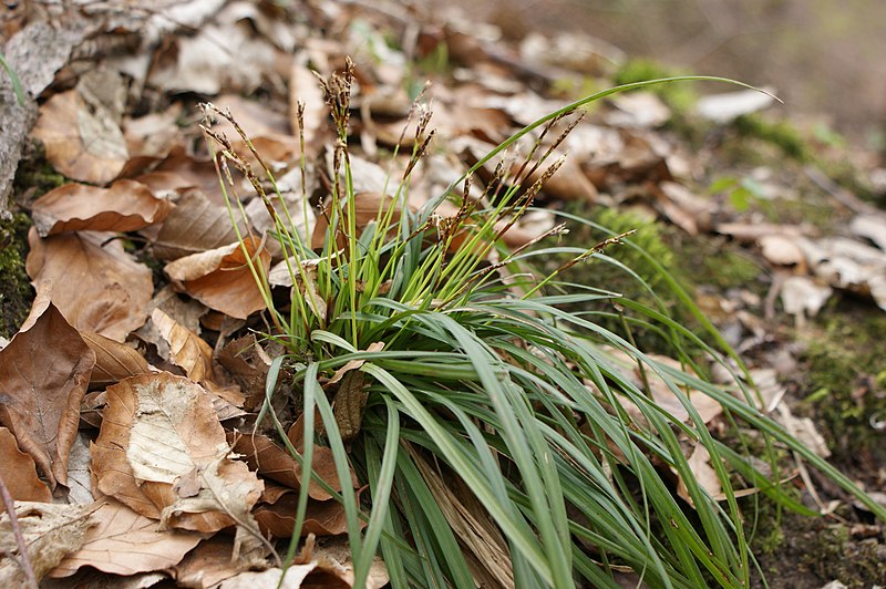 File:Carex digitata kz01.jpg