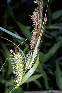 <i>Carex lacustris</i> Species of grass-like plant