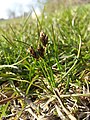 Carex stenophylla (subsp. stenophylla) sl74.jpg