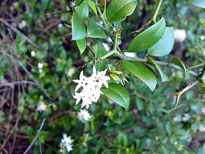 Karakteristični granati trnovi Carissa bispinosa