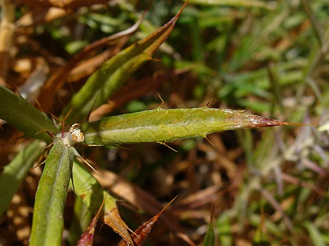 Leaf