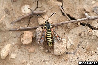 <i>Carmenta mimuli</i> species of moth