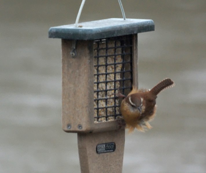 File:Carolina Wren Blowing in the wind (4198041532).jpg