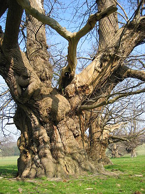 Sweet chestnusts (Castanea sativa) in Fredville Park, Kent