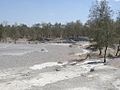 Casuarina trees at mud volcano landscape at Oesilo, Oecusse District, Timor-Leste.jpg