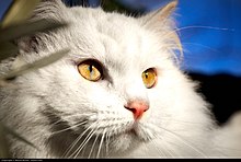 Turkish Angora with yellow eyes