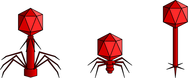 Phages are viruses that infect bacteria, such as cyanobacteria. Shown are the virions of different families of tailed phages: Myoviridae, Podoviridae and Siphoviridae