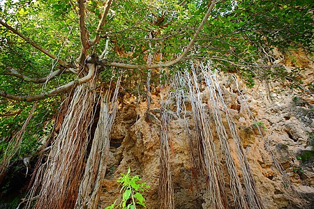 "Centuries_old_tree_with_long_hanging_branches_at_Shah_Allah_Ditta.JPG" by User:ClicksByMohammadOmer