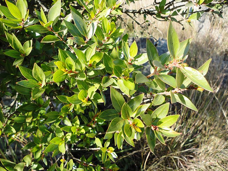 File:Cephalanthus natalensis, loof, Louwsburg.jpg