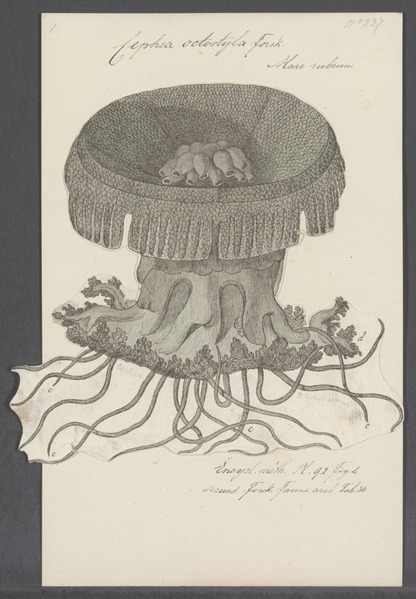File:Cephea octostyla - - Print - Iconographia Zoologica - Special Collections University of Amsterdam - UBAINV0274 110 11 0003.tif