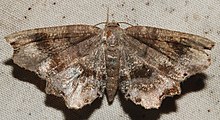 Cepphis decoloraria SERC 06-06-15 0003 (19088381930).jpg