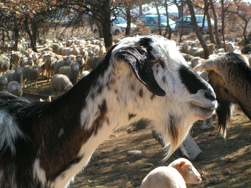 File:Chèvre commune provençale.JPG