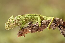 Common chameleon