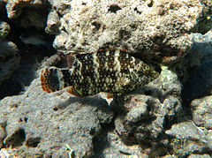 Cheilinus chlorourus Réunion.jpg