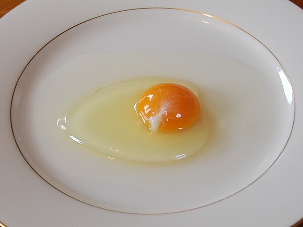 A raw egg with the round orange yolk in the center surrounded by the transparent yellow egg white.