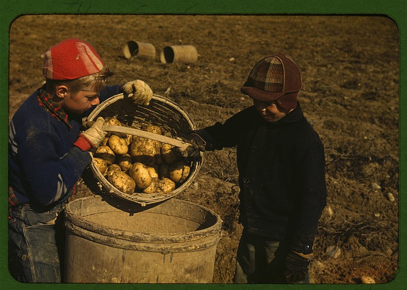 File:Children gathering potatoes on a large farm, vicinity of Caribou, Aroostook County, Me. Schools do not open until the potatoes are harvested LCCN2017877412.jpg