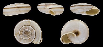 Chilostoma cingulatum ssp. preslii, shell, flat form