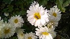 Crizantema, Chrysanthemum indicum cu un Andrenida.jpg