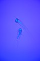 * Nomination Pacific sea nettle (Chrysaora fuscescens) under ultraviolet light at Ripley's Aquarium of Canada (Toronto) --Gzzz 22:00, 25 October 2014 (UTC) * Promotion OK. --Mattbuck 23:33, 30 October 2014 (UTC)