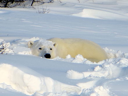 Churchill is the Polar Bear Capital of the World