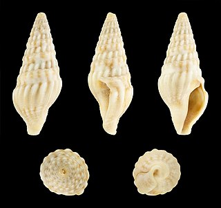 <i>Clavatula delphinae</i> species of mollusc