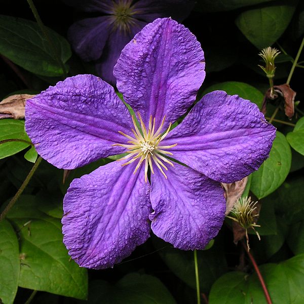 File:Clematis20090812 454.jpg