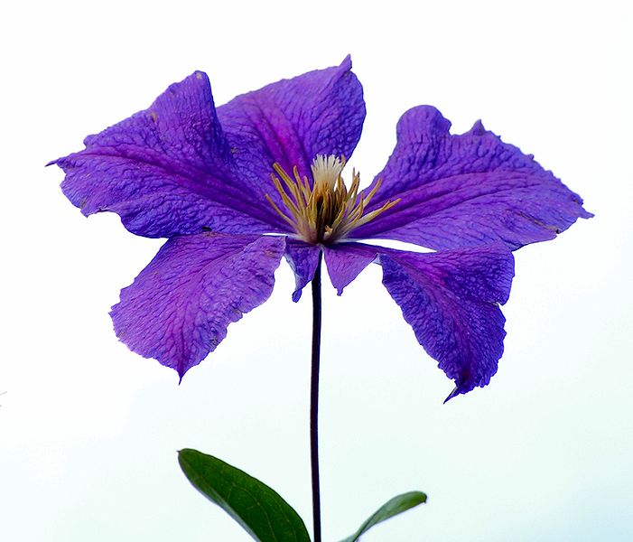 File:Clematis20090812 509.jpg