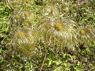 <i>Clematis akebioides</i> Species of vine