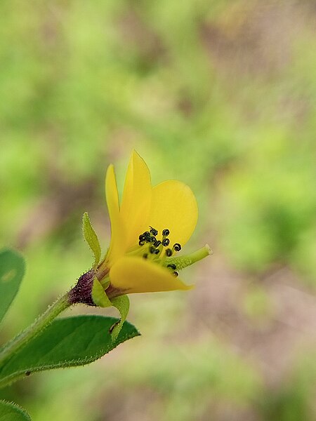 File:Cleome viscosa 3.jpg