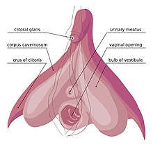 The internal anatomy of the human vulva, with the clitoral hood and labia minora indicated as lines. Clitoral anatomy updated.jpg