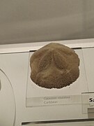 Sand dollar - Wikipedia