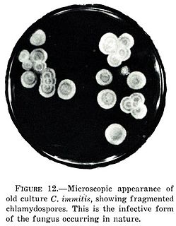 <i>Coccidioides</i> A genus of fungi
