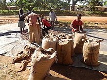 Ramassage des fèves pour le transport (Cameroun).