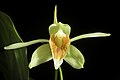 Coelogyne lycastoides