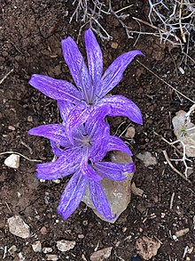 Colchicum macrophyllum - Rhodes (1).jpg